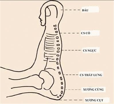 Trị sốt virut phản chiếu cột sống trên bàn chân